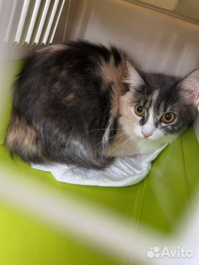 Кошка в дар бесплатно