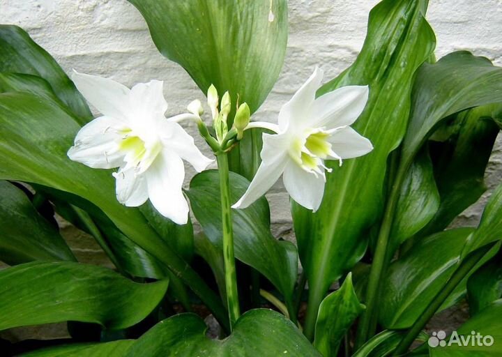 Пеларгония, эухарис, абутилон