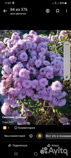 Растения для сада