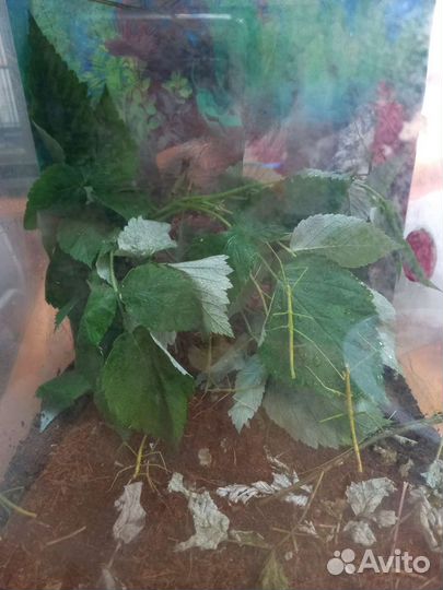 Палочник аннамский