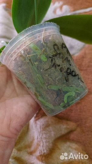 Орхидея фаленопсис Дракон