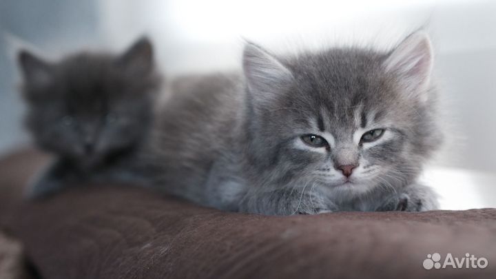 Котята сибирской кошки