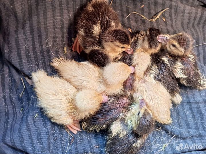 Семья индоуток