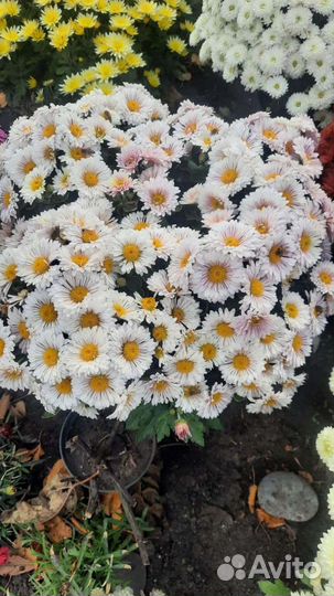 Хризантемы