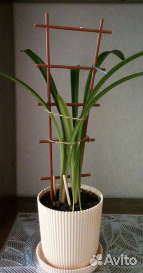 Аглаонема.Лилия.Гиппеаструм