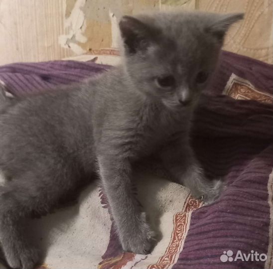 Британские котята