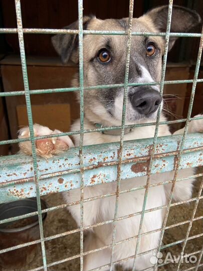 Батошка ищет дом