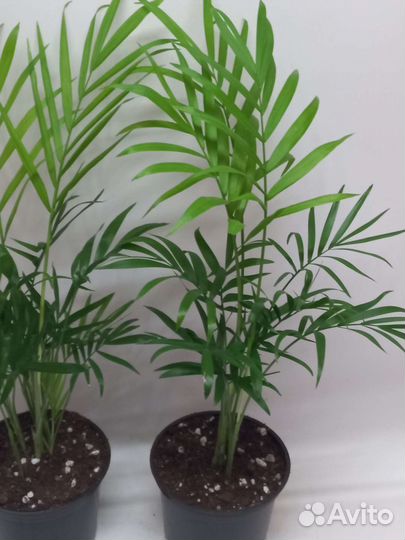 Пальма хамедорея