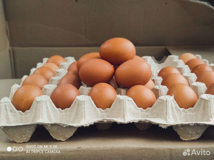 Домашние куриные яйца