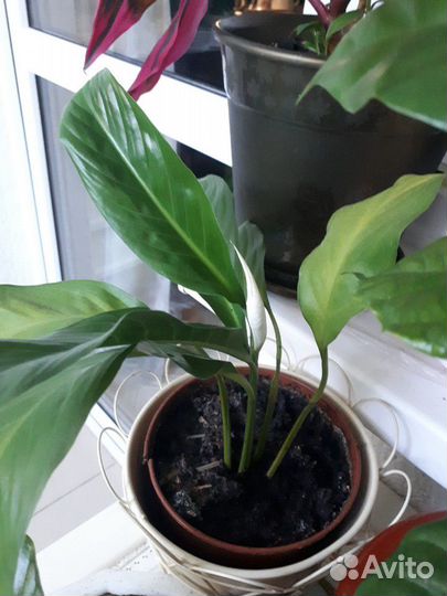 Комнатные растения