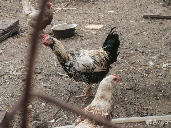 Молодые петушки