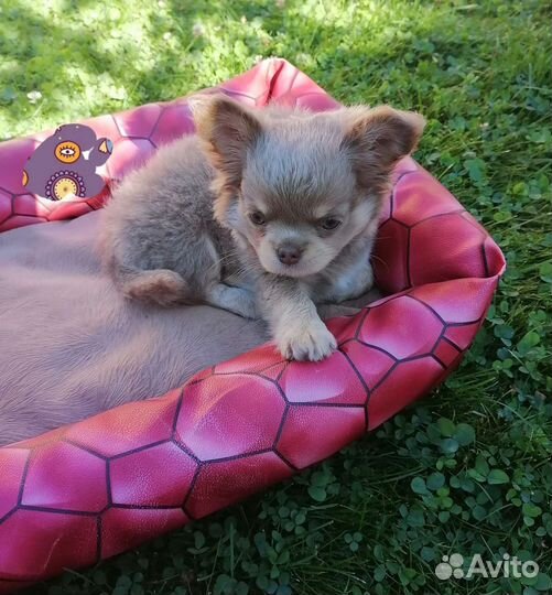 Чихуахуа лиловый малыш
