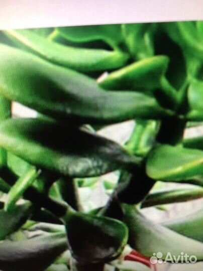 Сансевиерия и толстянка