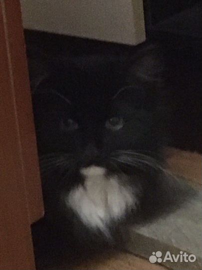 Кошка и котята