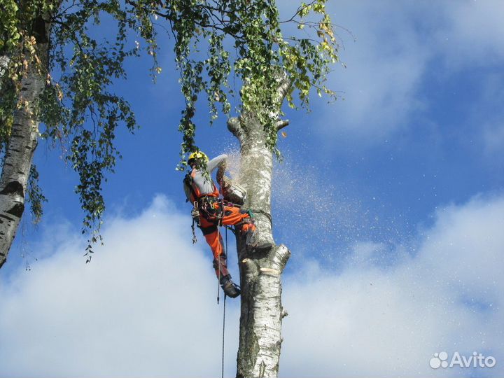 Спил деревьев любой сложности