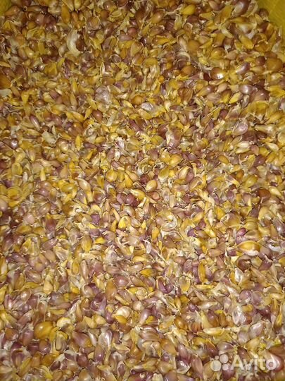 Воздушка чеснок