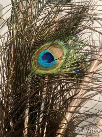 Перо павлина