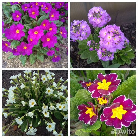 Многолетние садовые растения