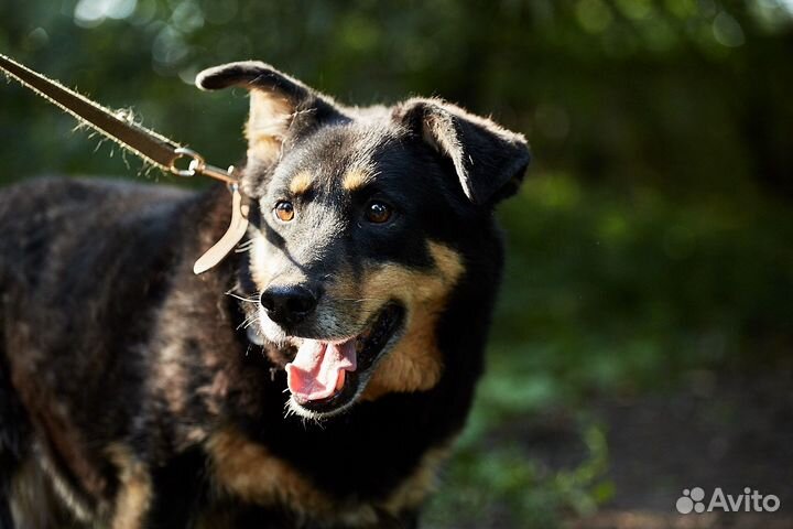 Собака Дантес