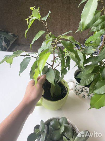 Фикус толстянка