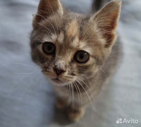 Красивая кошечка