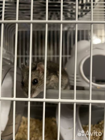 Клетки с хомяками