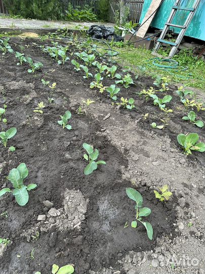 Саженцы дуба