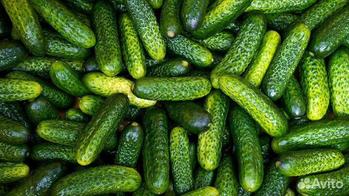 Упаковщики в Краснодарский край