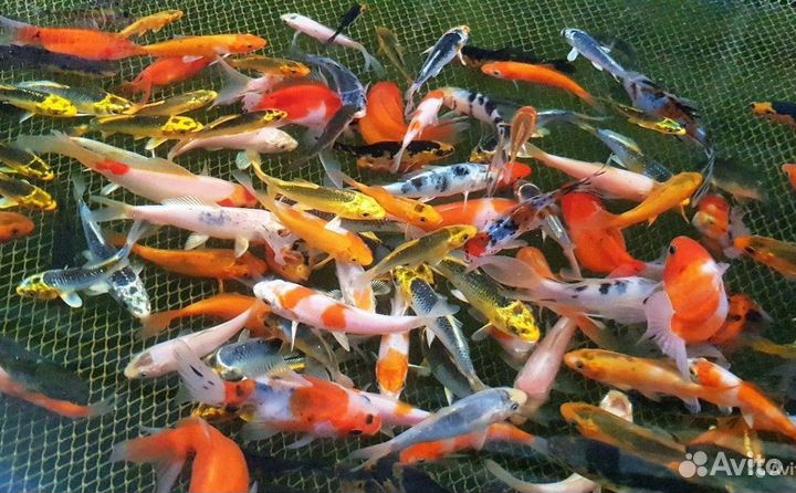 Карпы Кои: Яркие породы 18-20см