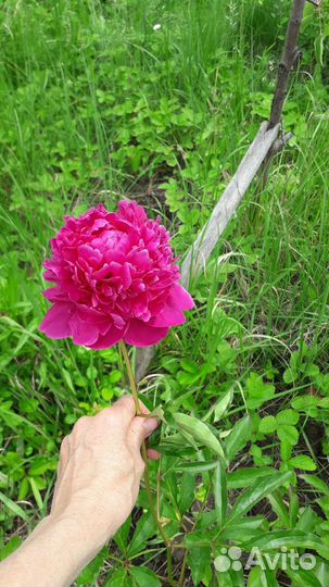 Пионы травянистые корневища