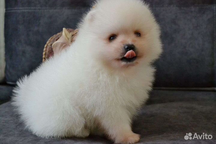 Щенки померанского шпица