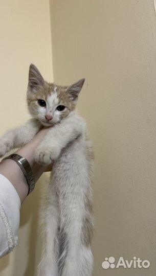 Котенок