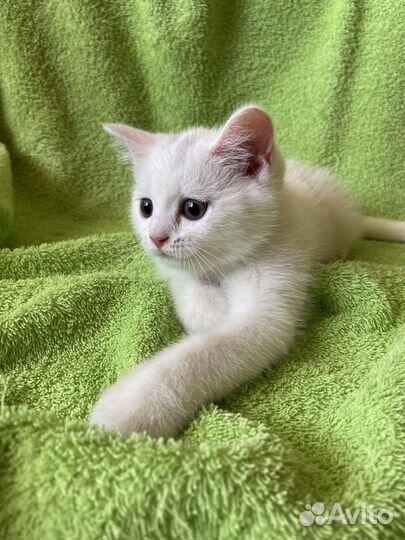 Шотландский котенок (мальчик)