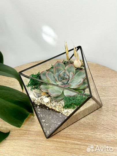 Флорариум с суккулентами