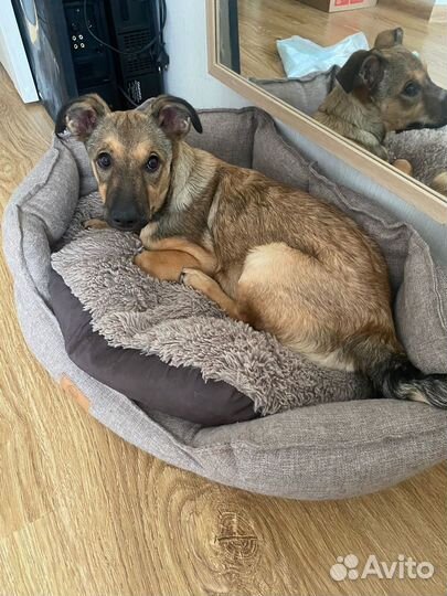 Чудесная девочка щенок