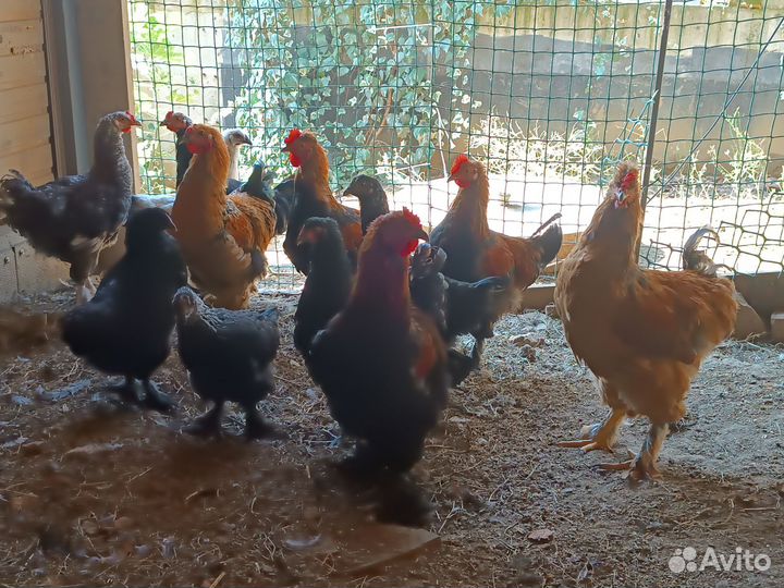 Петух брама