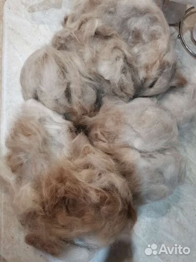 Собачья шерсть продажа
