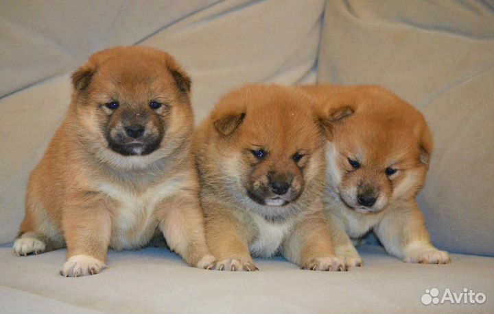 Шиба сиба ину