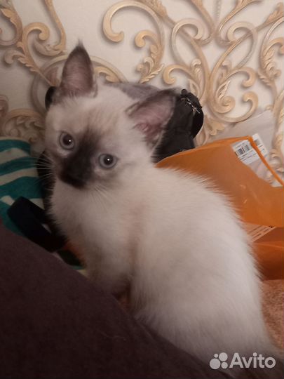 Кошки в добрые руки бесплатно