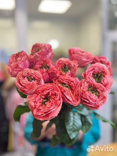 Пионовидные розы