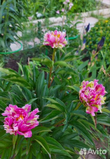 Кактусовидный пион