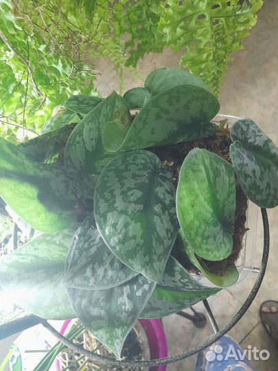 Сциндапсус