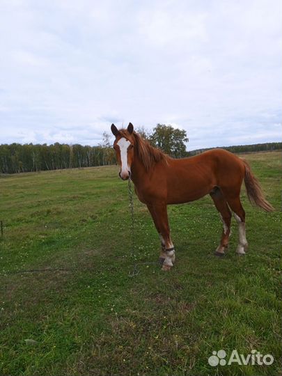 Жеребец тяжеловоз