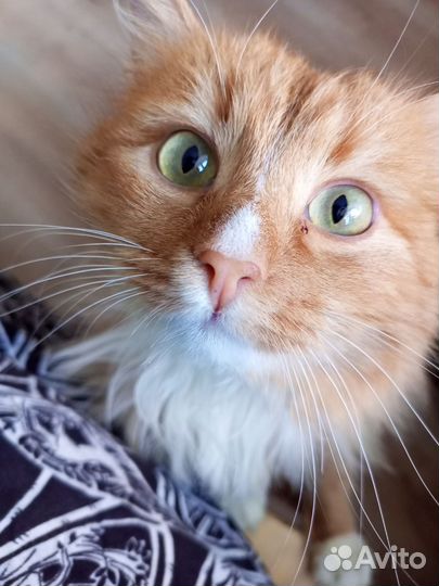 Кот, Котейка, Рыжик, потеряшка