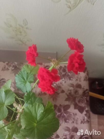 Герань пеларгония цветущее растение