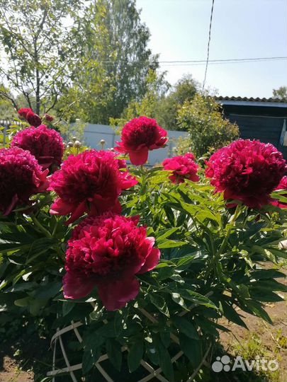 Пионы саженцы корни