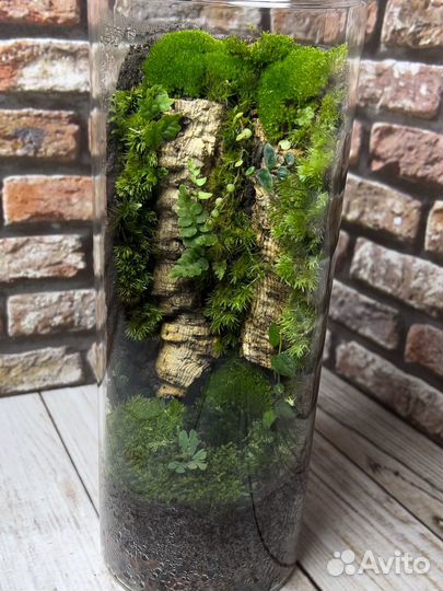 Флорариум на подарок, (растение)