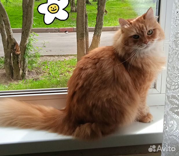 Кот барский