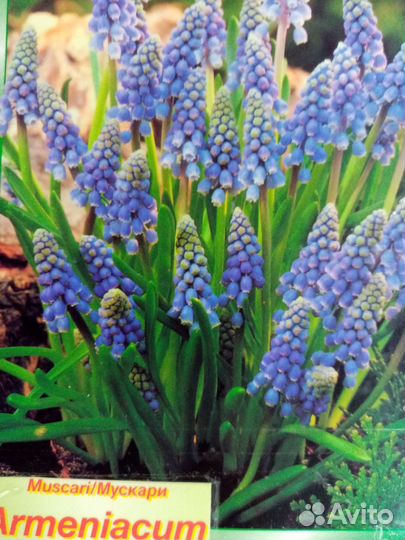 Мускари. Физостегия. Черноголовка. Мальва