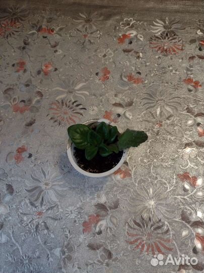 Сингониум, детки Фиалок, Глоксинии